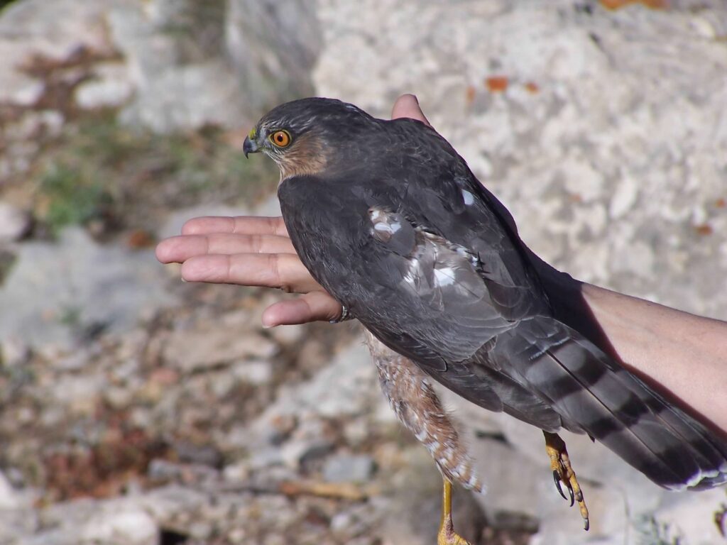 a Cooper's hawk resting on a person's hand