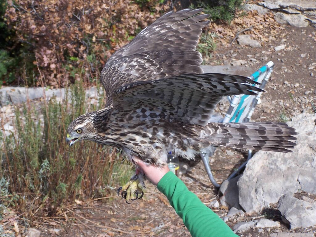 a person holding a hawk